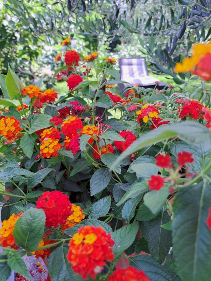 Apartment Noa'S Garden Bibinje Dış mekan fotoğraf